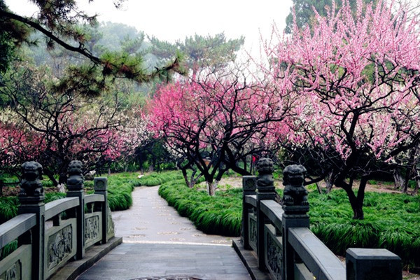 梅花将开,你准备去哪看梅花-旅游频道-手机搜狐