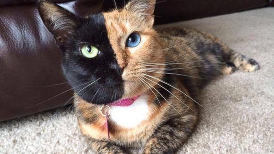 快递公司可以寄猫咪吗?快递寄猫要注意