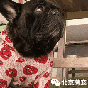 狗狗超级困,却还在苦撑.