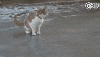 每日一笑,这真是山中无老虎,猴子称霸王了!-时尚频道