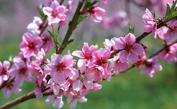 易道玄:八字看哪些桃花运碰不得