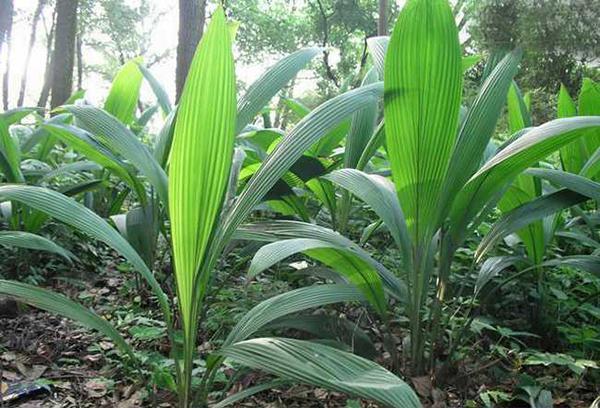 小地棕根(草木便方)地棕根(分类草药性)仙茅参(中药志图片
