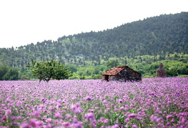 旅游风景区赏花攻略 a6gfo08107042176992.jpeg