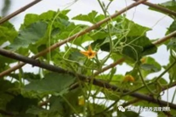 胡萝卜的叶子可以干什么 a5rgpe0637591936542.jpg