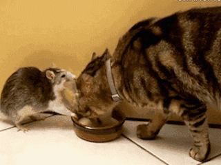 那么喵星人见到老鼠会是什么样的反应呢?