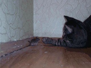 320_240gif 动态图 动图