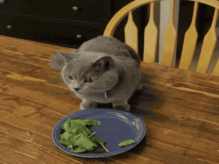 宠趣| 堂堂喵星人竟然怕老鼠,我要你何用