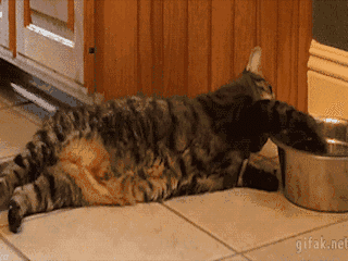 宠趣| 堂堂喵星人竟然怕老鼠,我要你何用