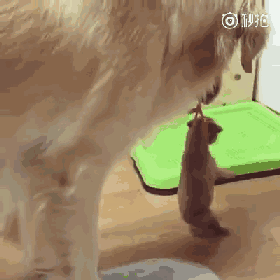 红绳子本来是给宝宝做标记用的 结果金毛麻麻 就这么咬着绳子,把宝宝