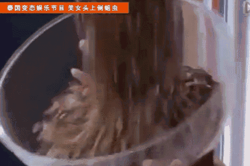 不落于人后的,把女嘉宾和蛇娃昆虫等一同关在水族箱,往美女头上倒蛆虫