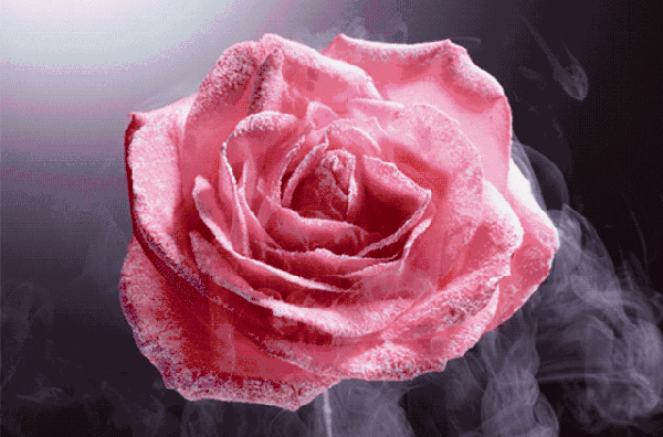 get这抹护肤治愈力,尽情绽放玫瑰色人生