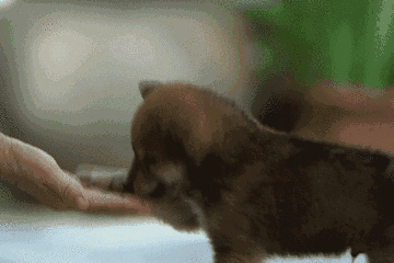 360_240gif 动态图 动图