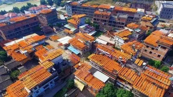 北风冷,腊月寒.然而在福建安溪的光德村却依旧是风和日暖,阳光灿烂.