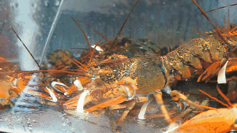 凭本文章到店消费 新鲜生猛的 波士顿龙虾既能享受 69元/只 (重650g)