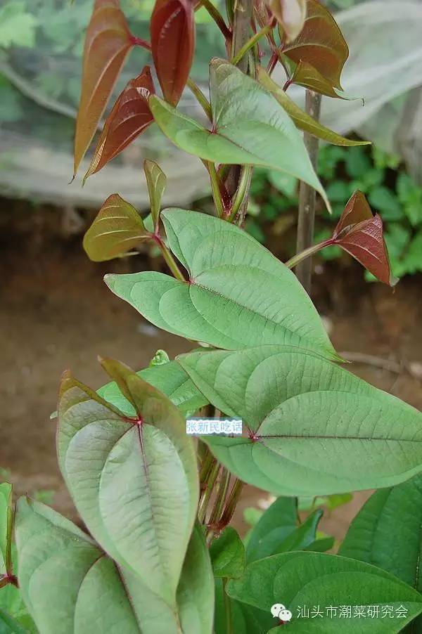 从植物形态来看,姜薯与山药极为相似,均为缠绕藤本植物,叶心形互生,以