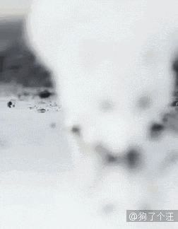 来自犬科动物的盛世美颜. 白狐化妖,倾国倾城.故人诚不欺我