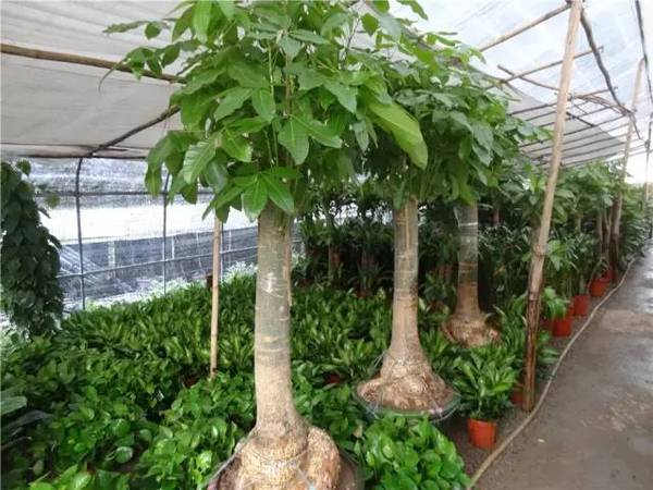 一种吉祥的植物, 象征五福临门,金玉满堂, 又因取名 五代同堂, 寓意