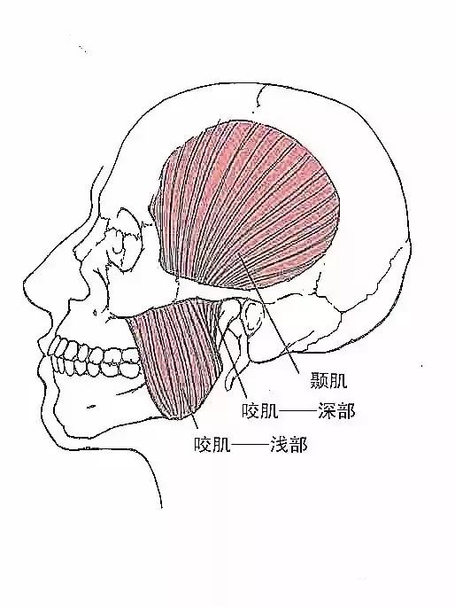 二,枕大神经出口处压痛点 该处为头半棘肌,枕大神经的出口处,枕骨粗隆