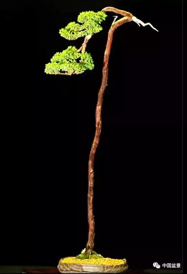 文人树盆景杂谈