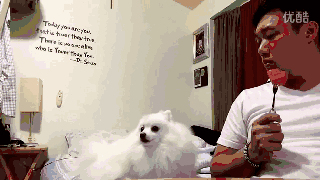 如果你以为只有汪星人才是吃货的话,那你就大错特错啦,谈起吃的,喵星