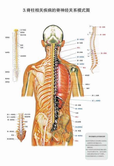 脊柱相关的脊神经关系模式图