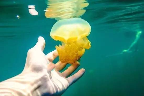 水母世界图片 a47eoy5034631045946.jpeg