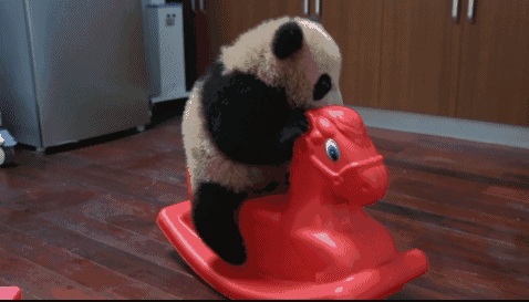 壁纸 动物 狗 狗狗 478_273 gif 动态图 动图