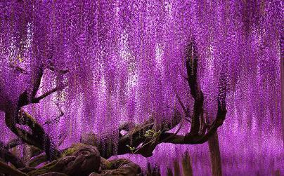 加拿大杜鹃花树