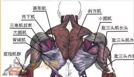 手是几个部分组成 a05afs949755669556.jpg