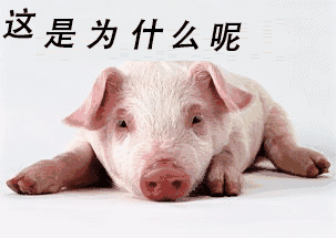 猪奶酪每千克售价14600元!