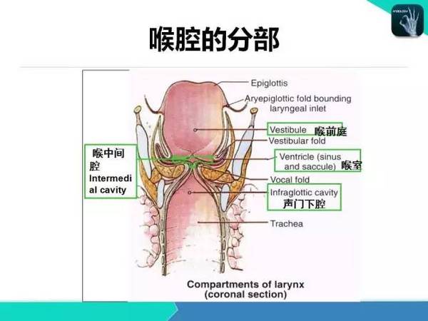 一"剑"封喉,大妈这解剖学的比医生还牛!