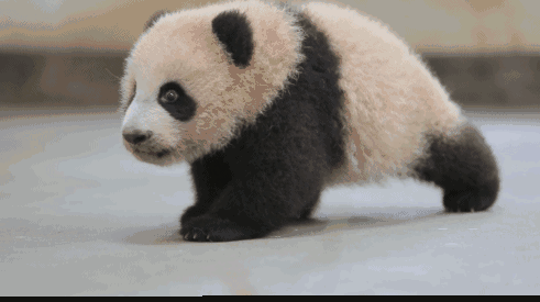 壁纸 大熊猫 动物 491_275 gif 动态图 动图