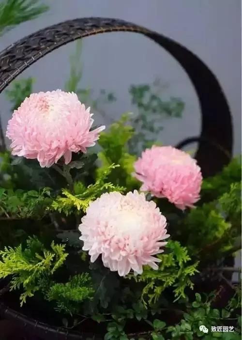 第五步:插丛枝楠柏用来添补空间,楠柏上段颜色黄绿,以承托出牡丹菊的