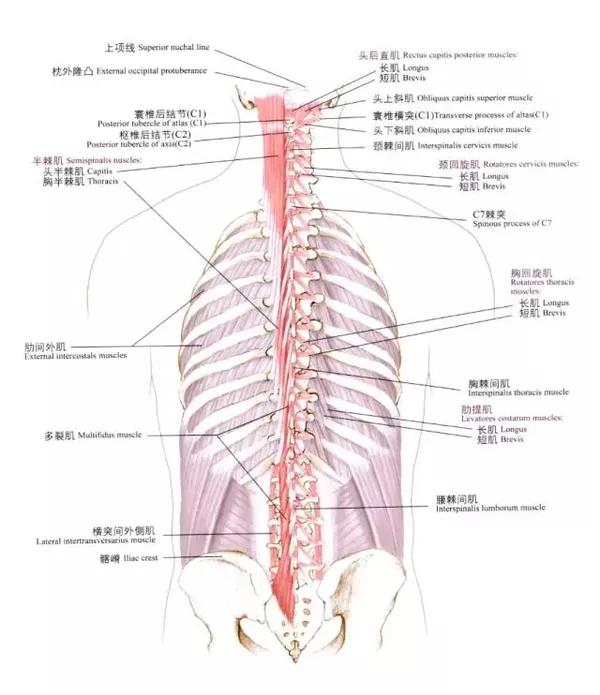 (2)头半棘肌: 【起止点】 o:上部6~7个胸,横突尖端,及第4~6颈椎关节