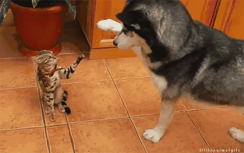 来,give me five! ▼