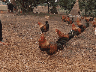 动物 鸡 320_240 gif 动态图 动图