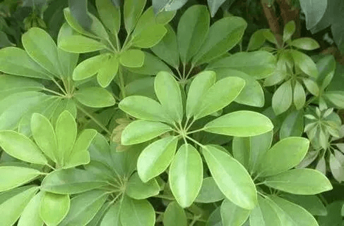 4.七叶莲