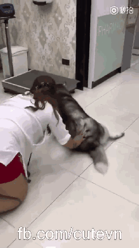 不过狗狗还是不要太胖了,很影响健康哦