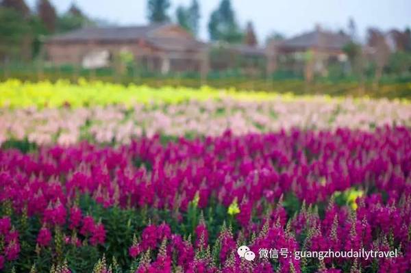 中奖公布:拿梦里水乡百花园门票 赏50万平方米花海