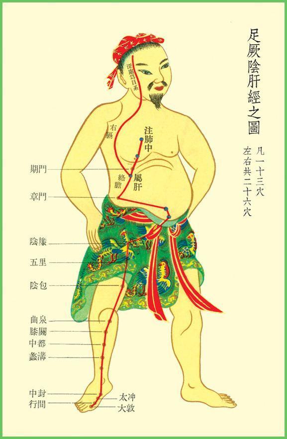 血津液输布、促进脾胃运化功能、调畅情志、主藏血和筋、眼等多种功用！