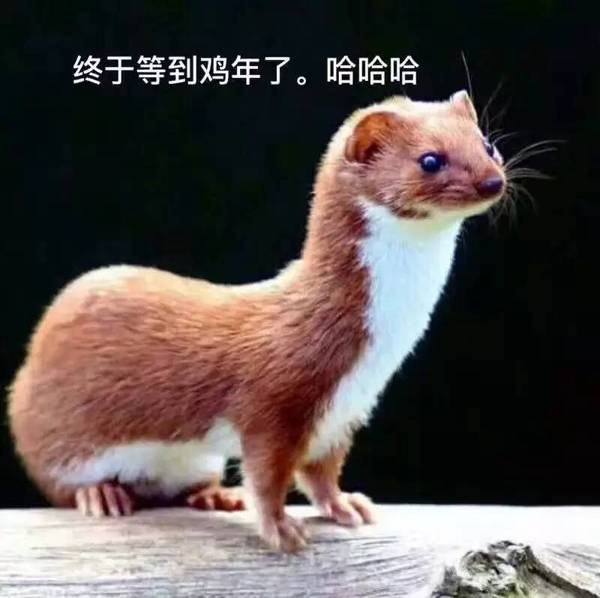 黄鼠狼:凭什么要我拜年?你们连我的照片都搞错!
