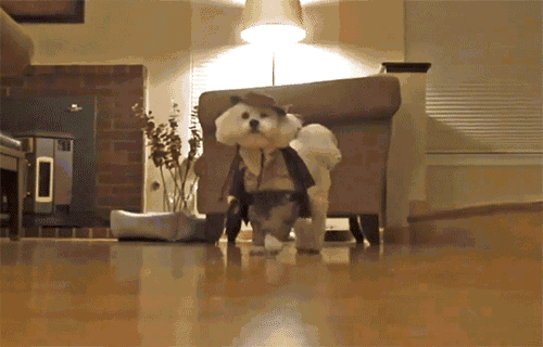 爆笑萌宠动图让你新年乐翻天!阿汪阿喵来拜年啦