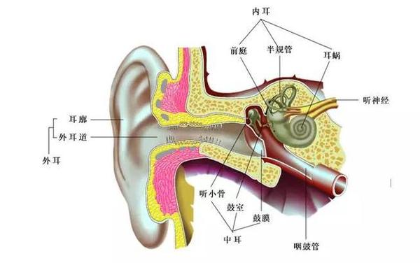 晕车的产生机理:人体内耳前庭平衡感受器受到过度运动刺激,前庭器官