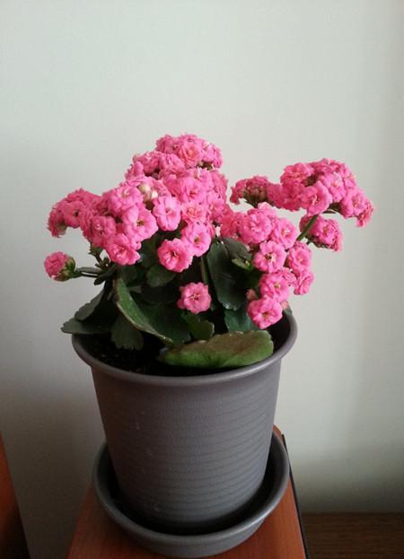 长寿花怎么摆,才能招财进宝,大吉大利?