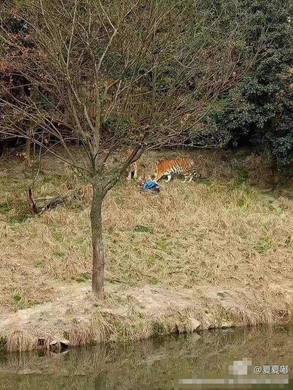 1月29日下午,雅戈尔动物园发生老虎伤人事件,致一人死亡.
