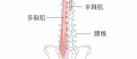 怎么运动对腰椎好 a4pn5c452338567213.jpeg