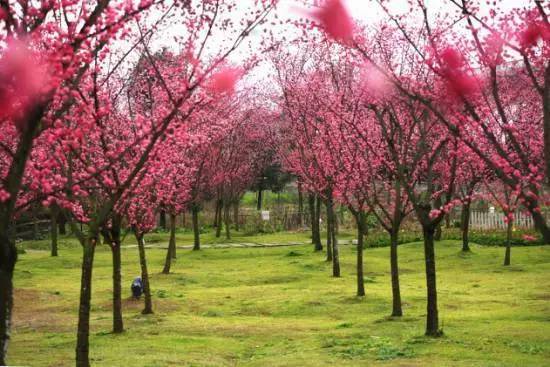 幸福梅林有各色梅花20万余株,200余个品种,暗香浮动月黄昏,梅花盛开时