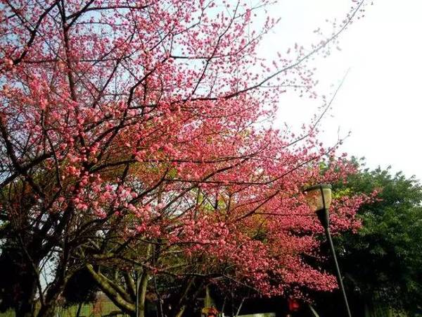 免费 地址:青羊区祠堂街9号@雁北草 百花潭公园秋可赏银杏冬可赏腊梅