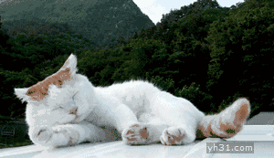 (洗完澡后生无可恋的猫咪) 四,经常陪伴猫咪给猫咪安静的生活环境