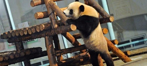 001 北京动物园 大熊猫数量:9只 大熊猫成员:乐乐,大地,吉妮,古古,大